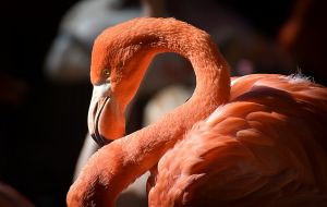 Fekete flamingó