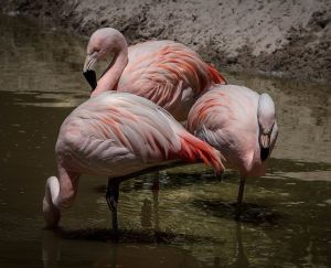 Flamingó bumm