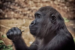 Visszatért a beteg gorilla étvágya