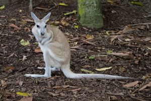 Elzárt területen, biztonságban nevelkednek a kenguruk