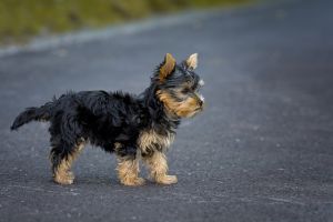 Egy zacskónyi kutyát találtak az út szélén
