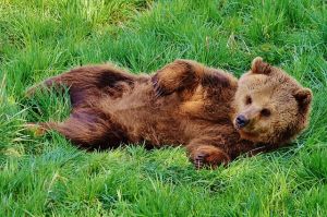 Fiatal medvét keresnek Miskolcon