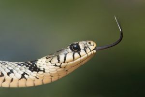 A kígyótól való félelem nem csak az emberre jellemző
